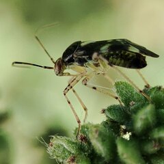 Liocoris