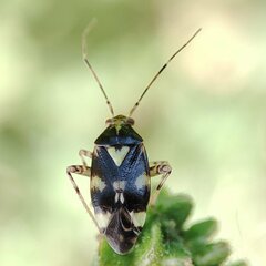 Liocoris