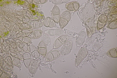 Puccinia salviae