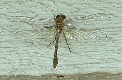Dromogomphus spoliatus