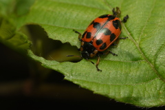 Chrysomela mainensis