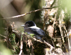 Melaniparus leuconotus