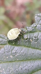 Palomena prasina