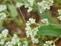 Scleranthus perennis