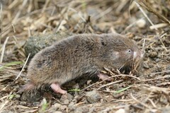 Cryptomys hottentotus