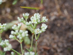 Scleranthus perennis