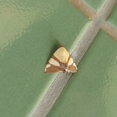 Eulepidotis julianata