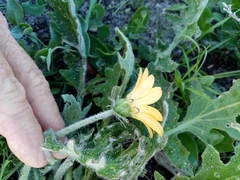 Arctotis breviscapa