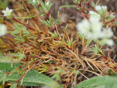 Scleranthus perennis