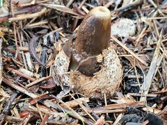 Mutinus cartilagineus