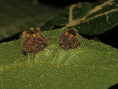 Phylloxera caryaeavellana