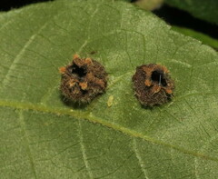 Phylloxera caryaeavellana