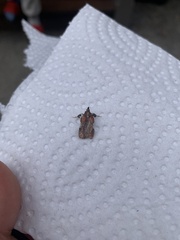 Galasa nigrinodis