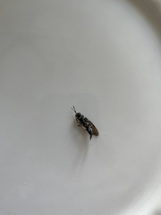 Hermetia illucens