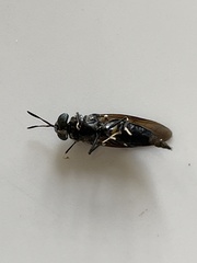 Hermetia illucens