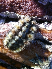 Acanthochitona