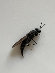 Hermetia illucens