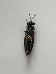 Hermetia illucens