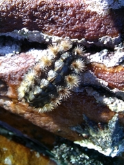 Acanthochitona
