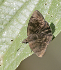 Pellicia dimidiata