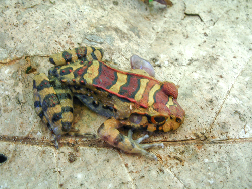 Knudsen's Frog, Leptodactylus knudseni