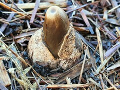 Mutinus cartilagineus