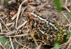 Anaxyrus americanus copei