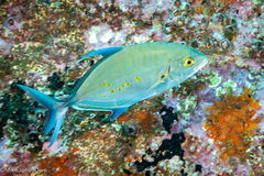 Ferdauia orthogrammus