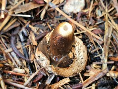 Mutinus cartilagineus