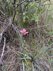 Castilleja elata