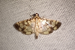 Lepidoptera