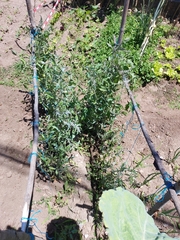 Solanum lycopersicum