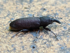 Lixus punctiventris