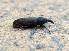 Lixus punctiventris
