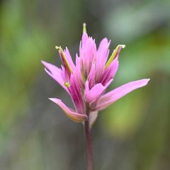 Castilleja elata