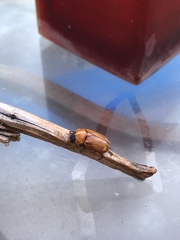 Cyclocephala melanocephala