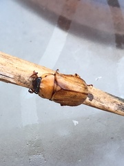 Cyclocephala melanocephala