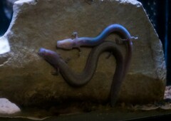 Proteus anguinus