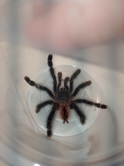 Avicularia variegata