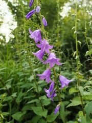 Campanula rapunculoides