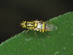 Oxycera variegata