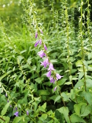 Campanula rapunculoides