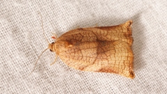 Archips podana