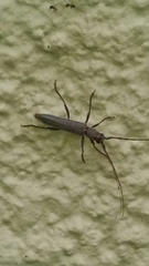 Aneflomorpha