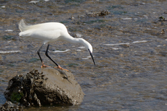 Egretta garzetta