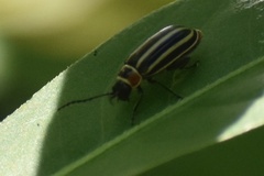 Disonycha pensylvanica