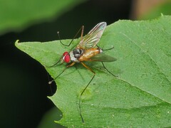 Cholomyia inaequipes