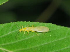 Alloperlini