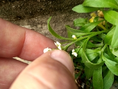 Lobularia