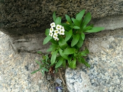 Lobularia